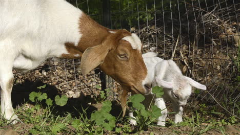 una cabra bebé de un día y su madre en esta adorable foto