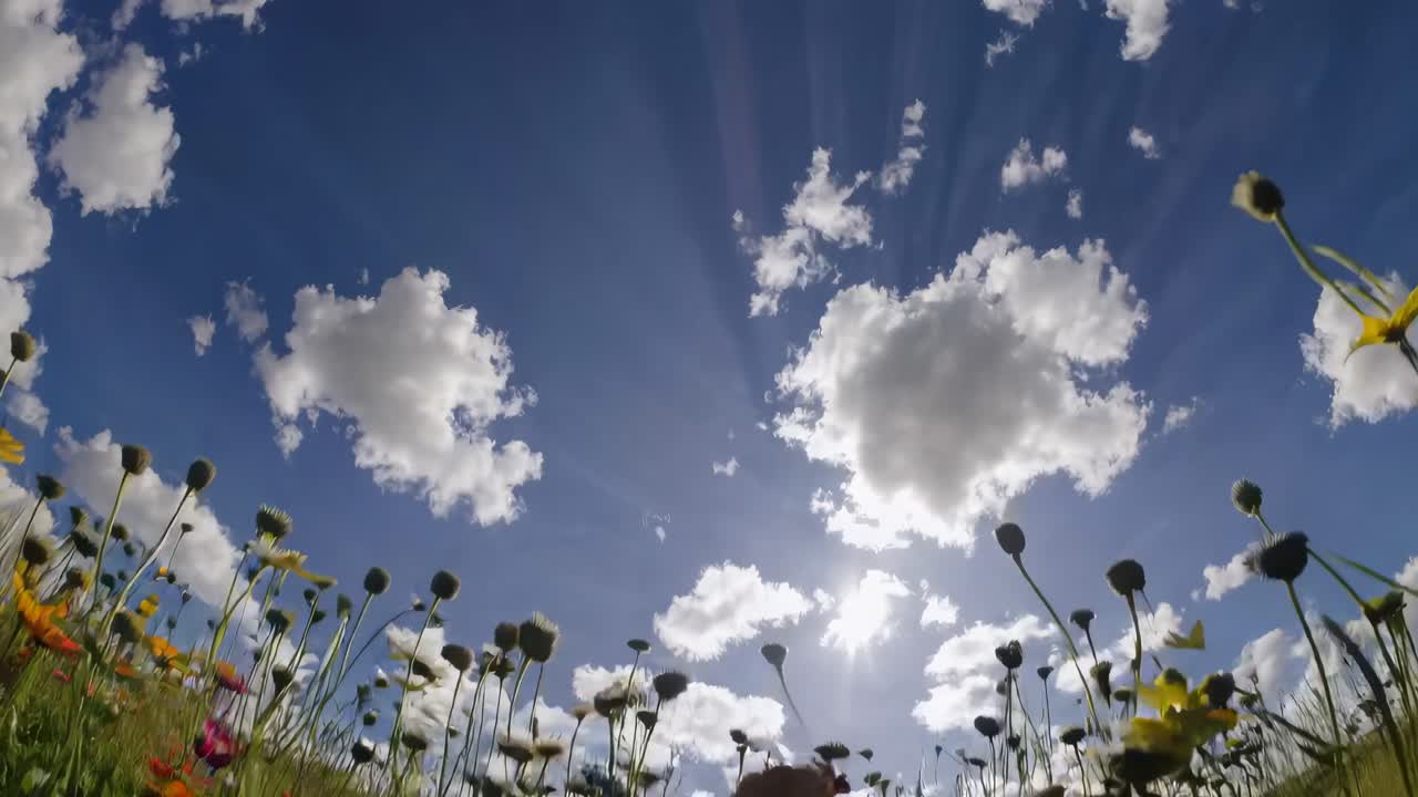 Lavvinklet videooptagelse af vilde blomster mod en lys himmel, der fanger et levende, medrivende perspektiv.