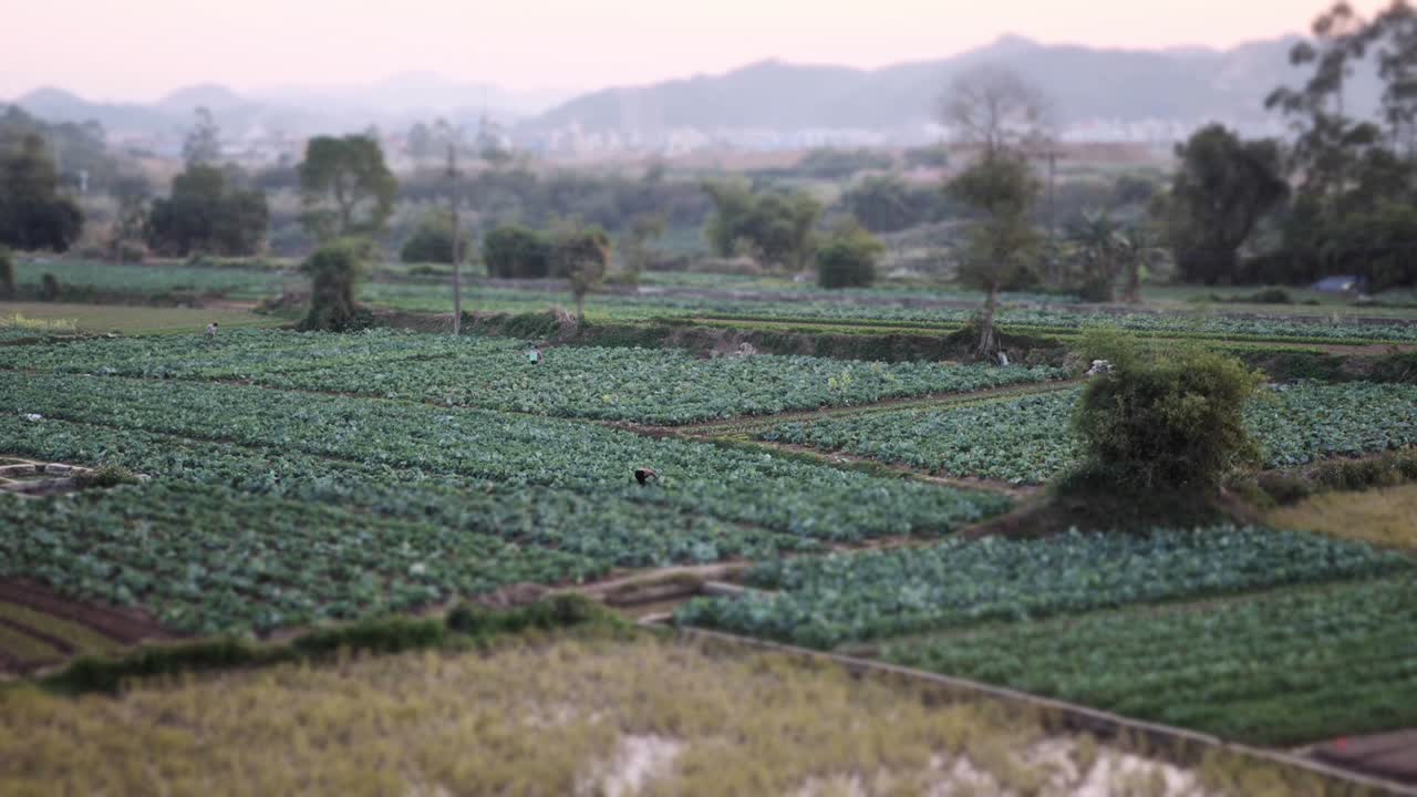Sweeping aerial view of lush Vietnamese farmland under soft dusk light. Patterns of green fields stretch out, bathed in the tranquil golden hour glow. A serene rural landscape