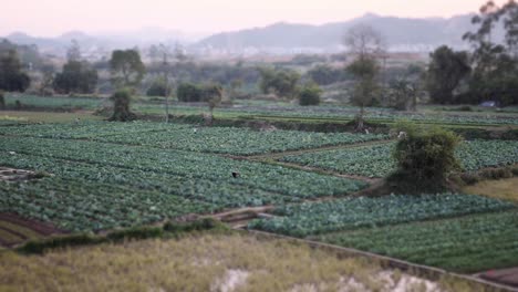 sweeping aerial view of lush vietnamese farmland under soft dusk light. patterns of green fields stretch out, bathed in the tranquil golden hour glow. a serene rural landscape