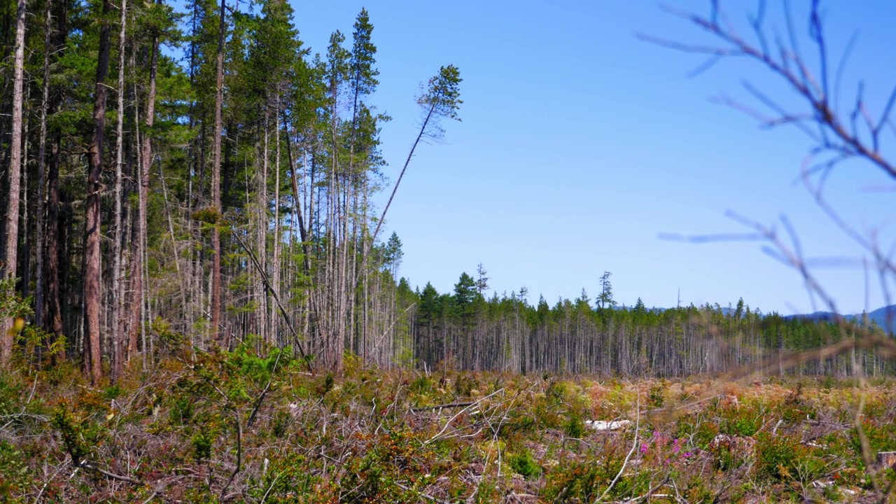 Hogstlinje i et flatehogstområde.