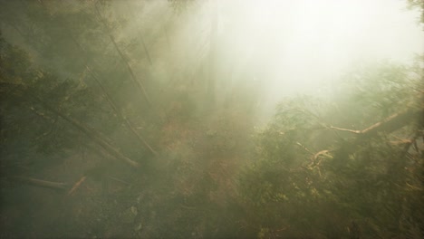 drone rompiendo a través de la niebla para mostrar la secuoya y el pino