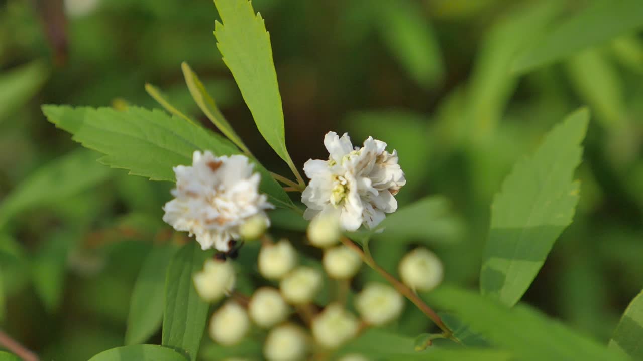 Jasmine flowers blooming on a stem