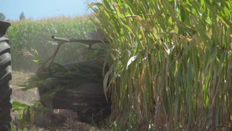 una cosechadora cosecha maíz en un campo en una mañana soleada de domingo