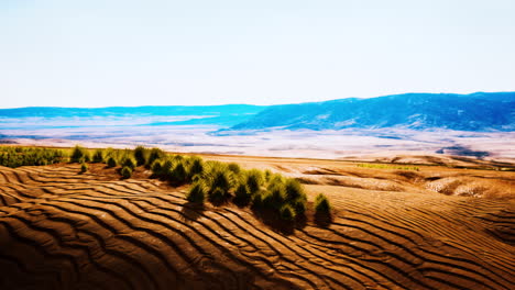desierto llano con arbustos y hierba