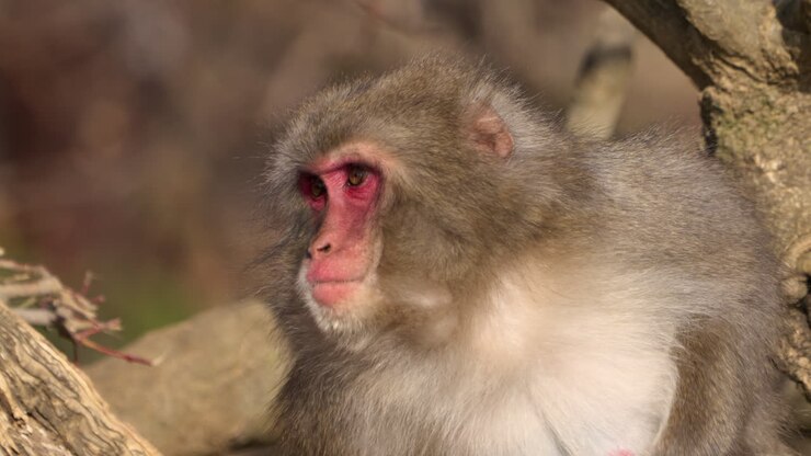 Japanese macaque resting and sitting on tree branch while scratching itself