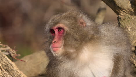 japanese macaque resting and sitting on tree branch while scratching itself