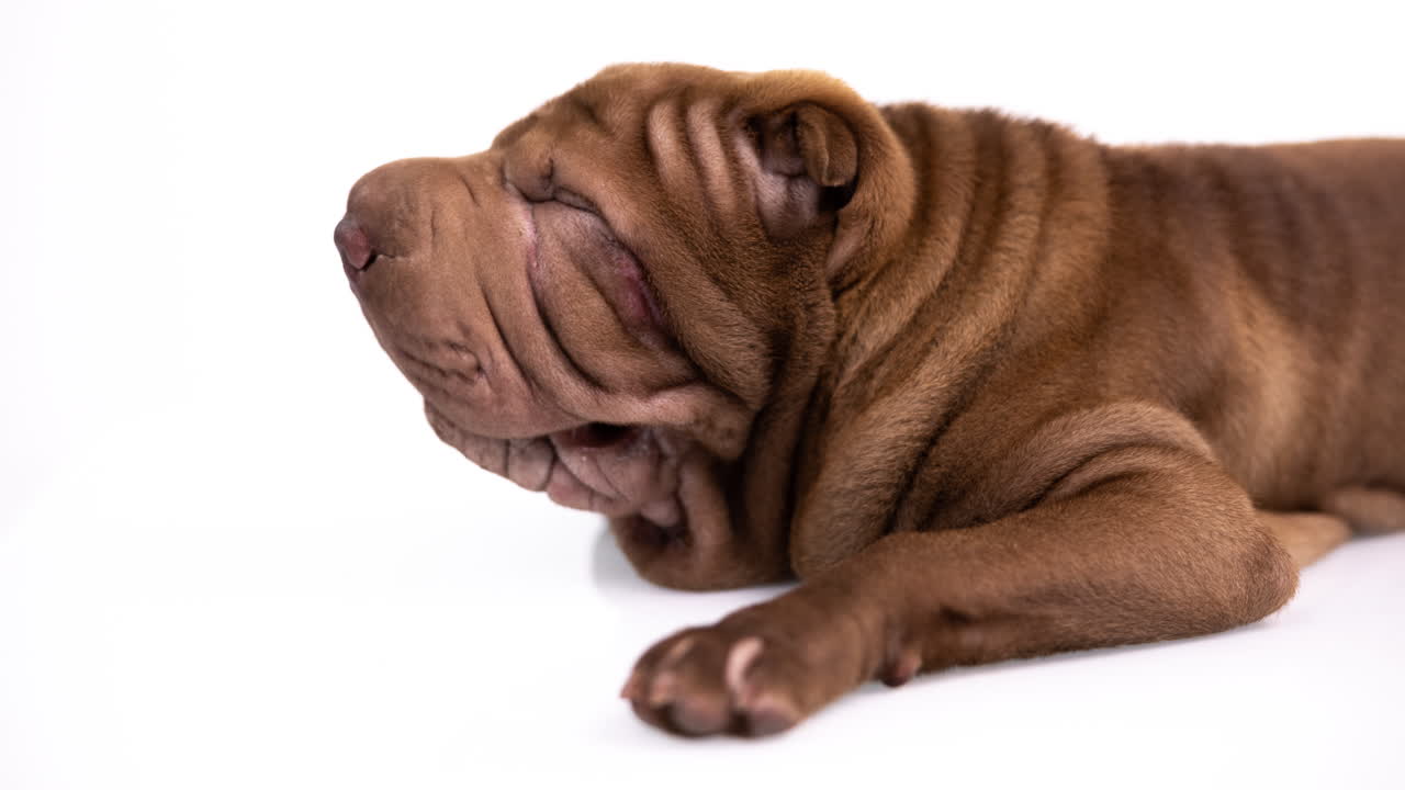 shar pei cachorro de perro acostado contra un fondo blanco