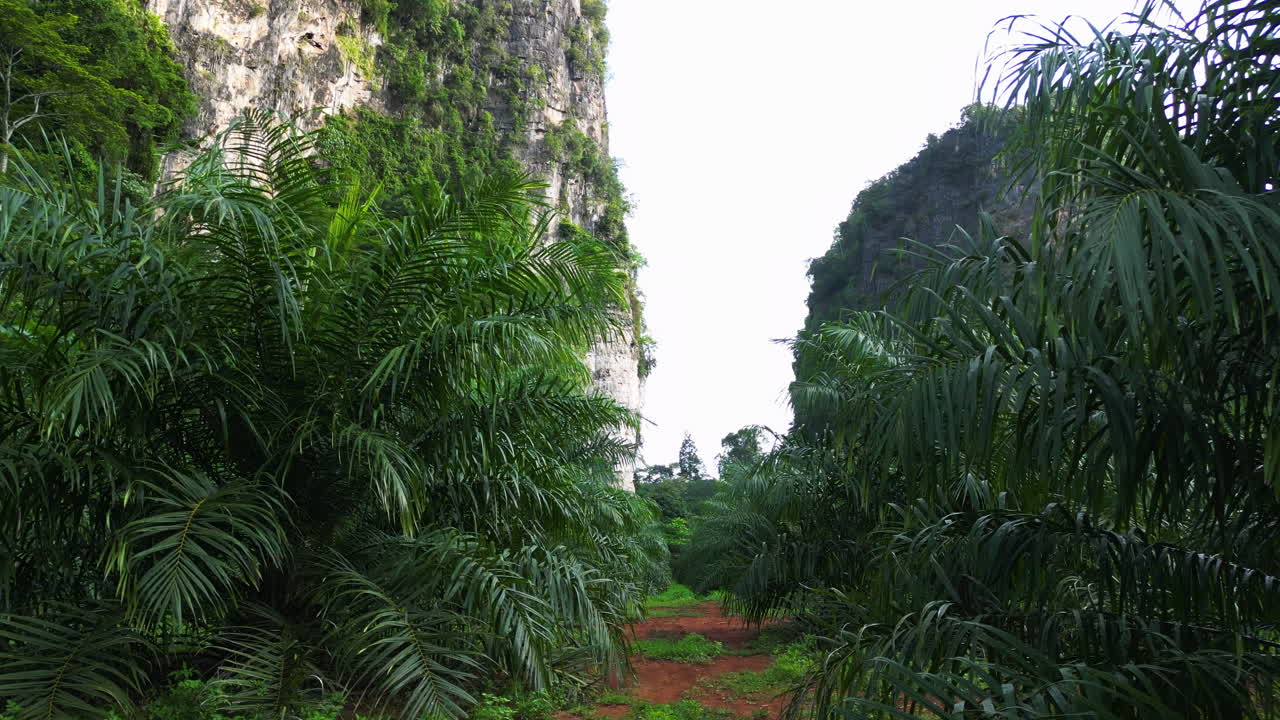 тропа между пальмами под горами в таиланде