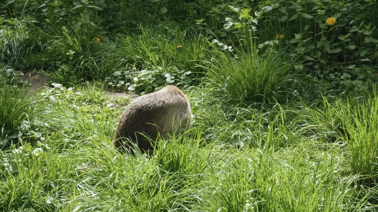 el coati sudamericano es capturado sentado en medio de la exuberante hierba verde