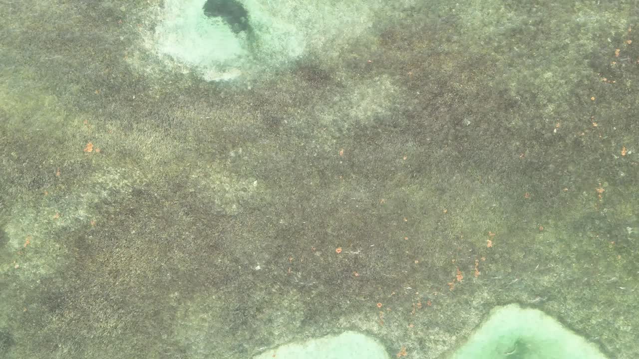 Aerial view of sea grass on a turquoise beach