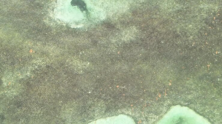 Aerial view of sea grass on a turquoise beach