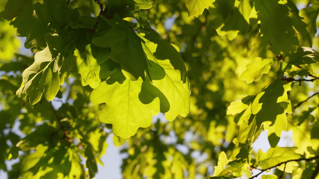 Solen skinner gjennom trekronen og bladene til et eiketre, sett nedenfra.