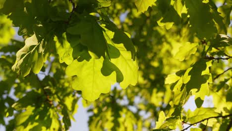 Sun-shines-through-crown-and-leaves-of-oak-tree,-view-from-bellow