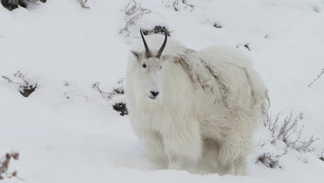 closeup of white mountain goat during winter in whitehorse, yukon, canada.