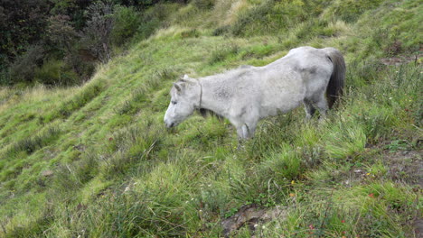 a horse grazing on mountain pasture in the morning light and fog in the himalayas of nepal