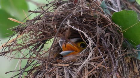 Der-Silberbrust-breitschnabel-Ist-Ein-Berühmter-Vogel-In-Thailand,-Sowohl-Lokal-Als-Auch-International