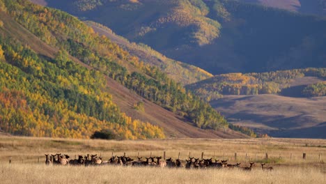 a big elk herd near crested butte, colorado