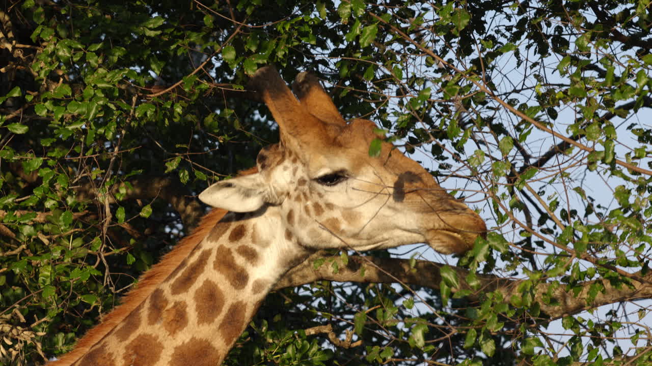 close up de una jirafa buscando hojas de un árbol para comer durante la puesta de sol en el parque nacional kruger, en sudáfrica