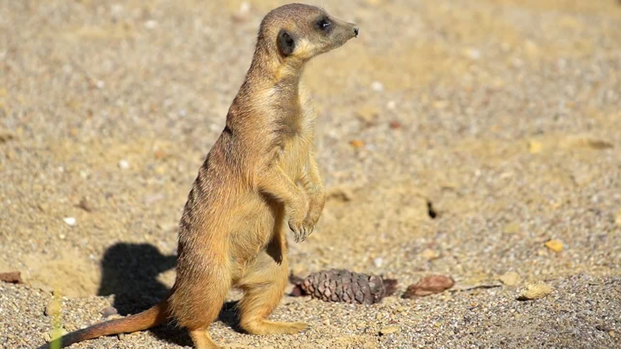 Imagens HD deslumbrantes de um pequeno suricato em pé observando os arredores.