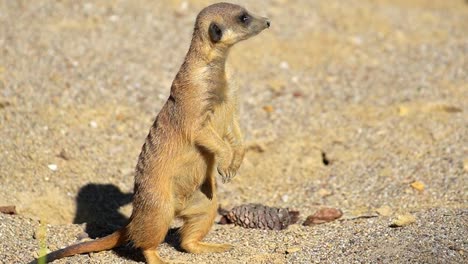 Impresionantes-Imágenes-En-Alta-Definición-De-Una-Pequeña-Suricata-De-Pie-Y-Observando-Sus-Alrededores