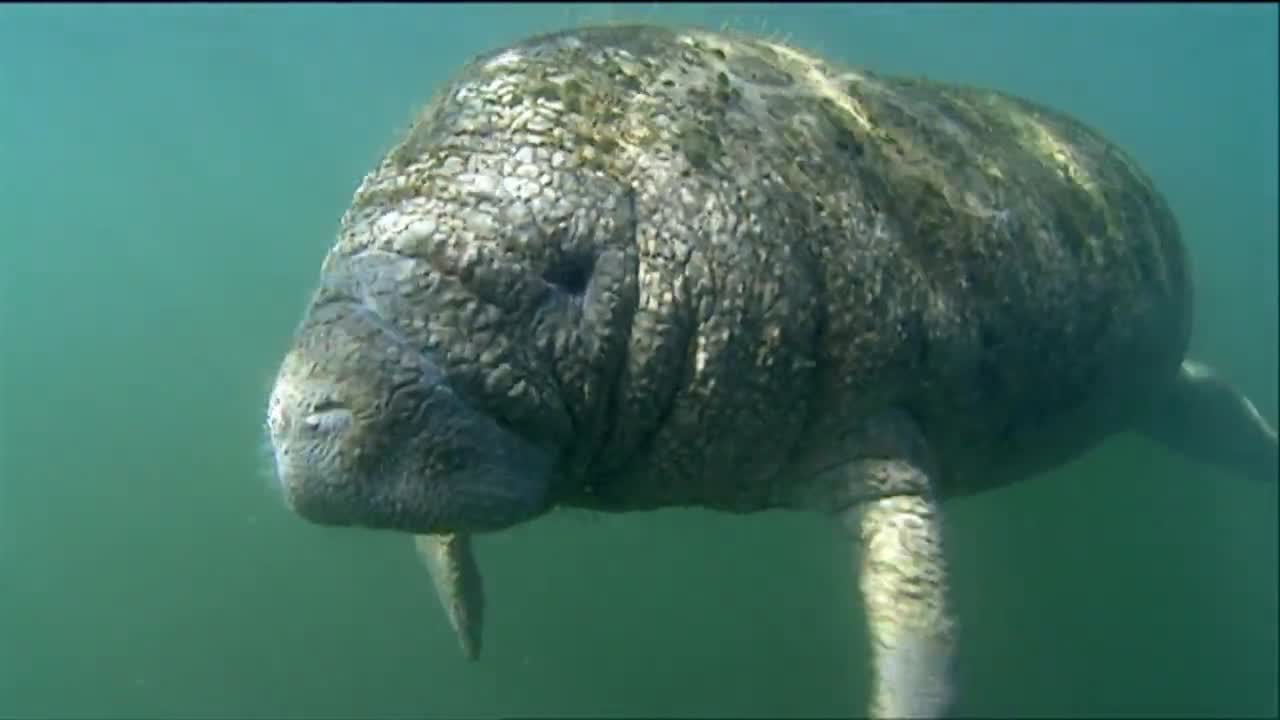 un manatí nada bajo el agua 2
