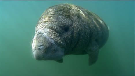 a manatee swims underwater 2