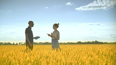 agriculture scientists talking in wheat field. agriculture research concept
