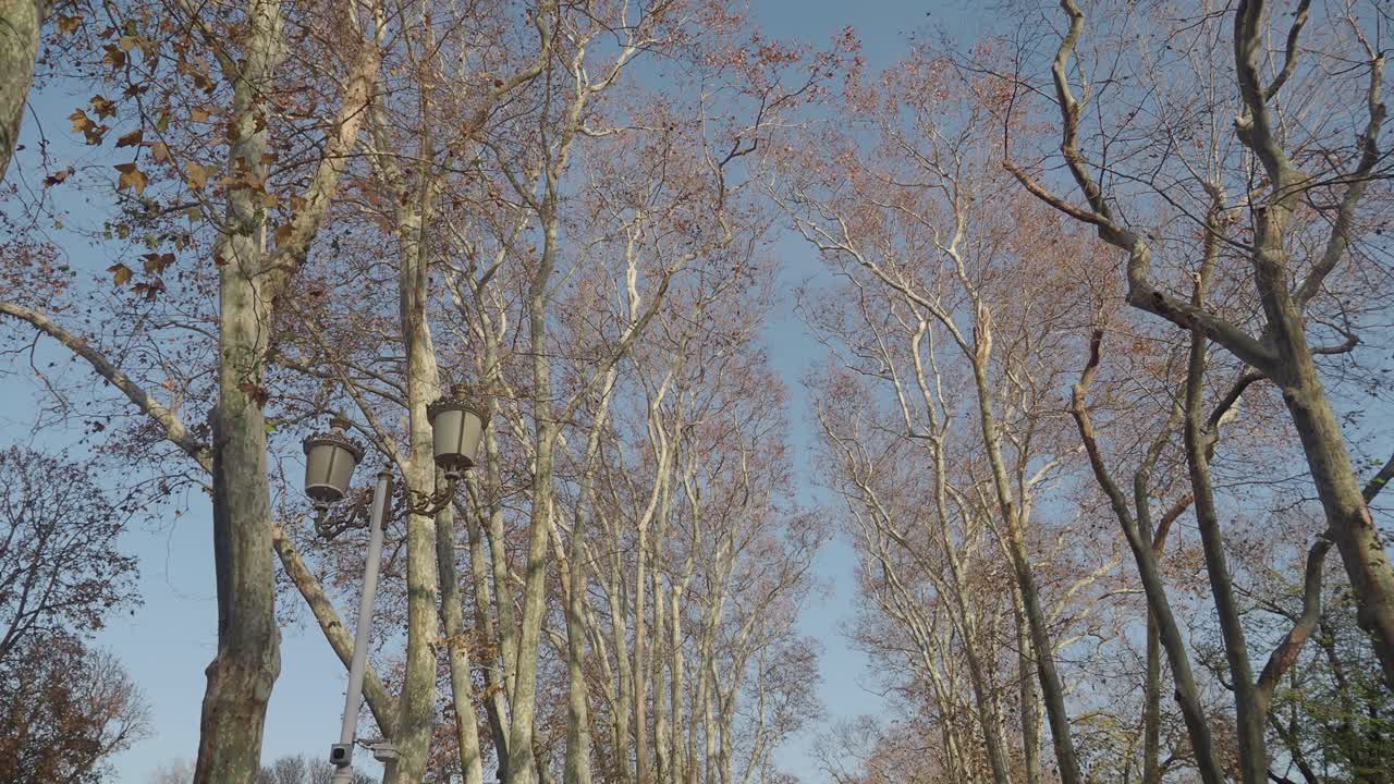 벌거벗은 나무로 둘러싸인 골목길