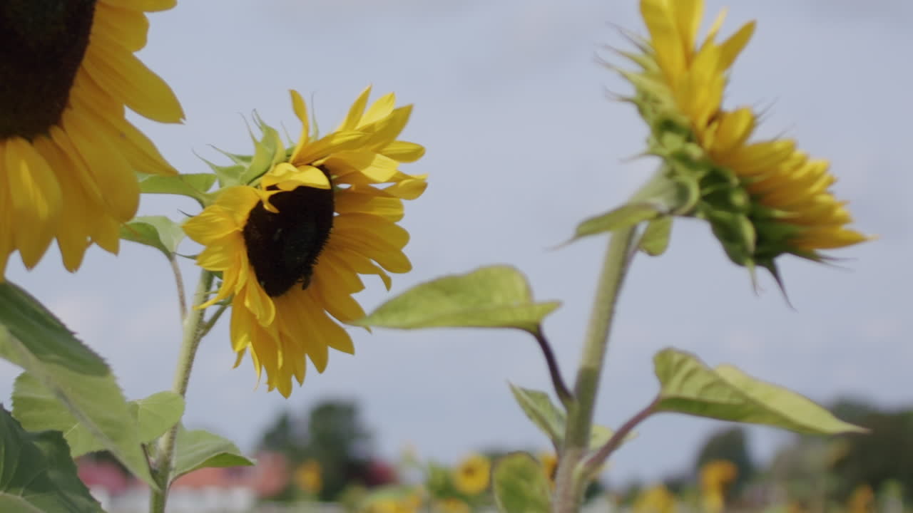 벌이 해바라기 쪽으로 날아가서 수액을 모으고, 땅을 고 돌아다니는 정적 촬영