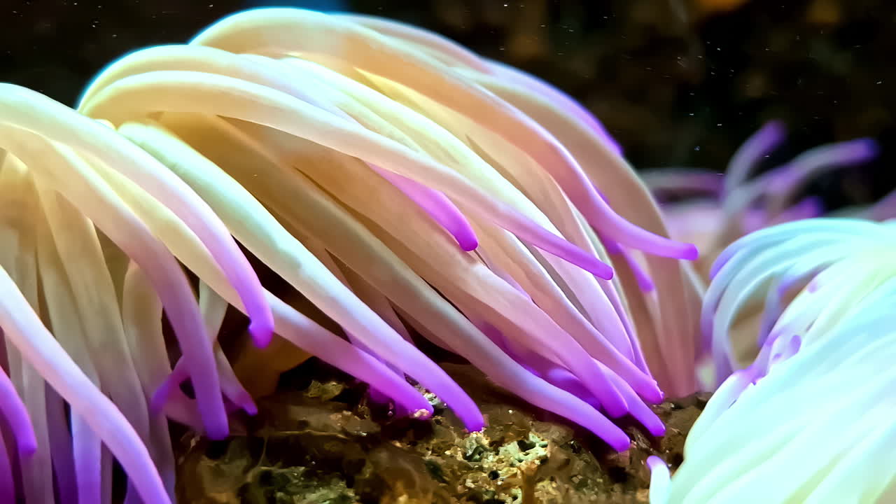 생동감 넘치는 바다 해파리, 클로즈업 매크로