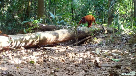 Roter-Brüllaffe-In-Freier-Wildbahn,-Amazonas-Regenwaldtier