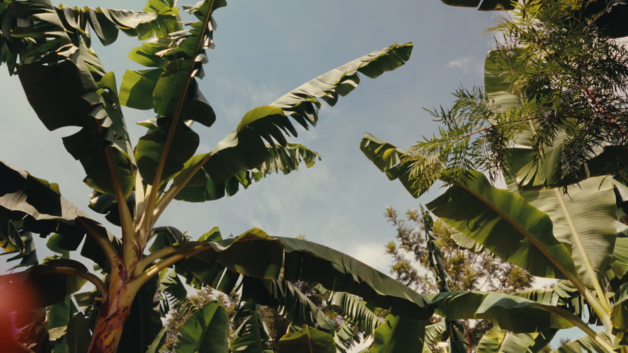 Banana Trees Canopy View