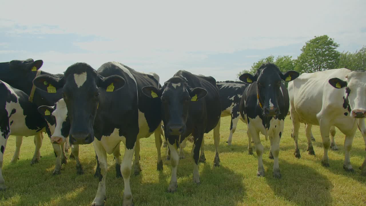 Mandria di mucche in un campo verde, che guardano la telecamera sotto un cielo blu.