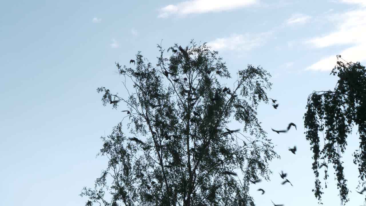 조화롭게 나무에서 날아다니는 갈까마귀 무리, 정적 슬로우 모션