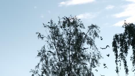 grupo sincronizado de cuervos de grajo volando desde un árbol al unísono, cámara lenta estática