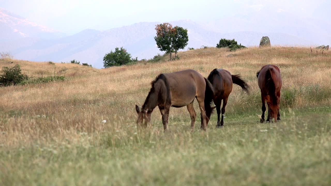 caballos salvajes pastando en el prado de hierba a gran altitud de la montaña