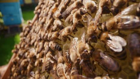 carniolan bees at work producing honey in the hive.