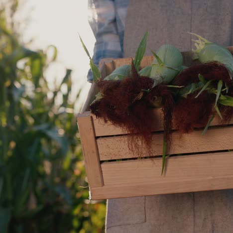 farmer holds a box with fresh corn cobs 1