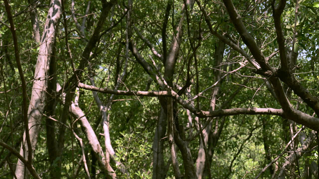 태국 사무트 프라칸에 위치한 방푸 레크리에이션 지역의 나무 줄기와 잎을 바람이 부드럽게 흔들면서 맹그로브가 흔들리고 있습니다.