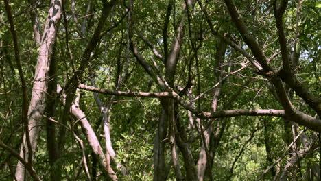 Mangroves-swaying-gently-as-the-sea-breeze-moves-the-trunks-and-leaves-of-the-trees-at-Bangphu-Recreation-Area-located-in-Samut-Prakan-in-Thailand