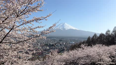 beautiful wide open panorama over sakura cherry blossoms with mt. fuji in distance