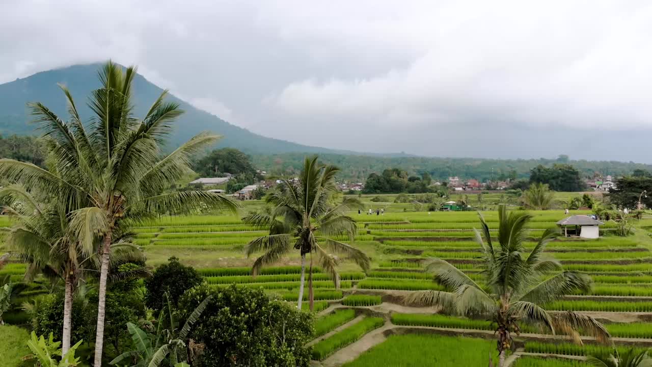 volcán bali - drone de campos de arroz jatiluwih