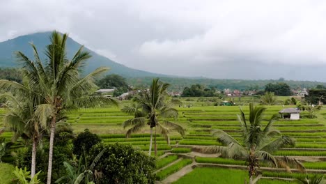 volcán bali - drone de campos de arroz jatiluwih