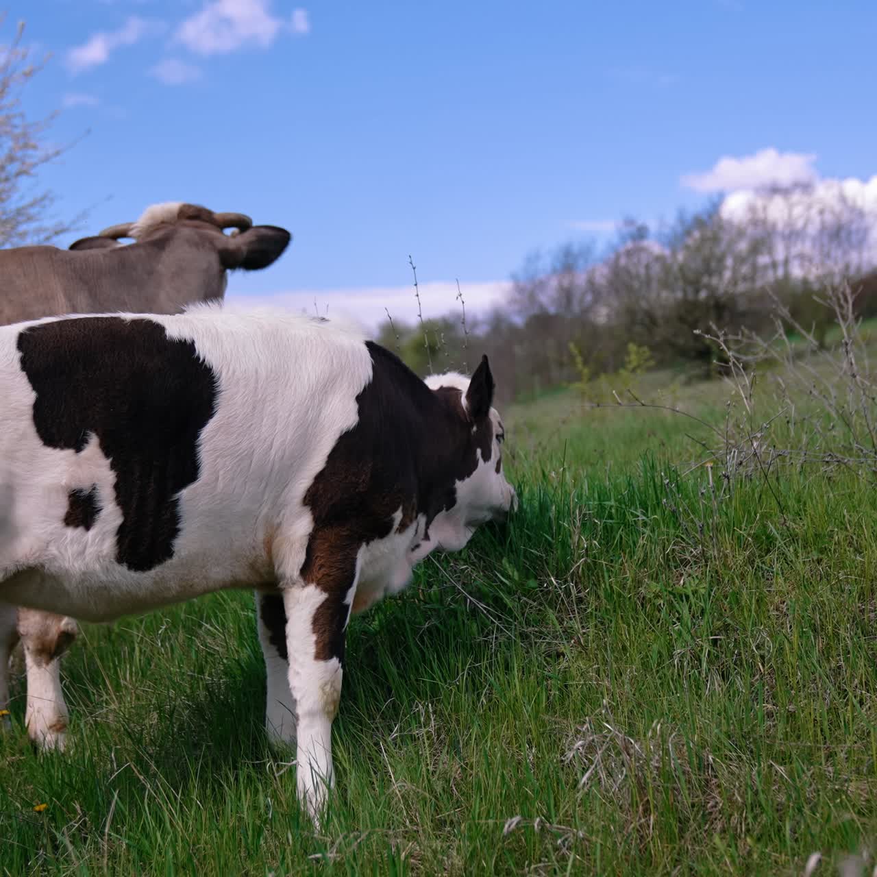 Cows grazing on a meadow. Cattle