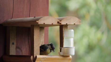 great tit peck sunflower in feeder, slow motion