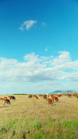 a peaceful rural scene with cows grazing in a green meadow under a blue sky