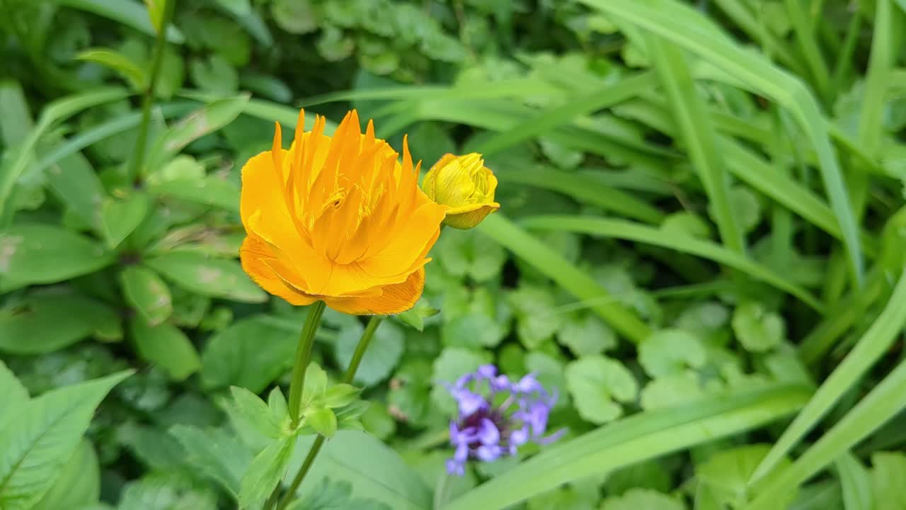 Yellow orange Trollius flower blossoming close up, happiness, joy and positivity detail