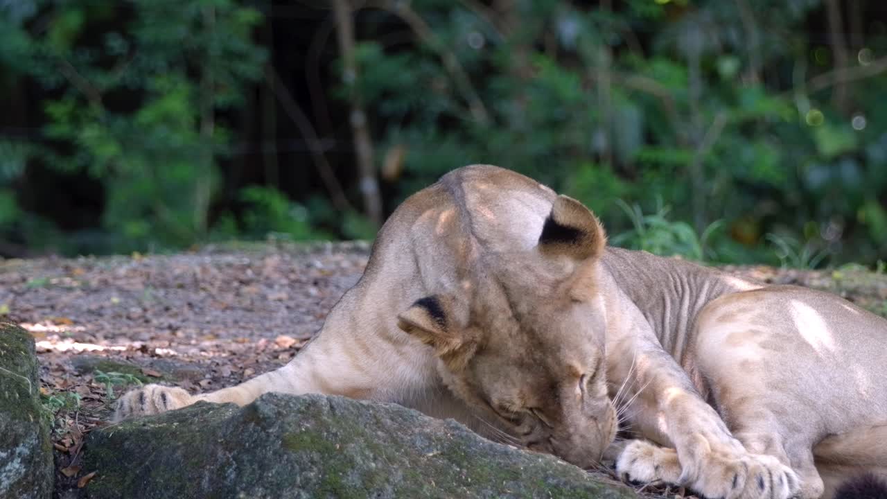 tijgerwelp die op de grond rust en met takjes speelt