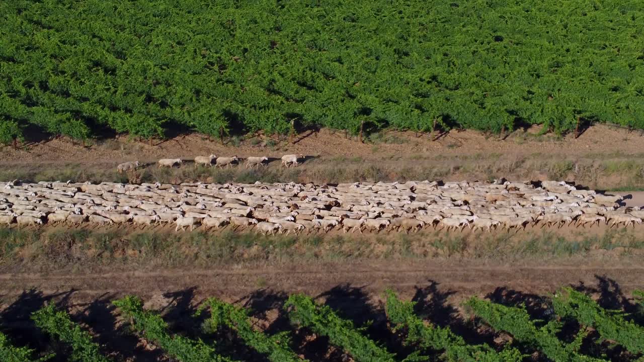ovejas en el campo vistas desde el aire